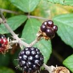 blackberry__51486156778_.jpg