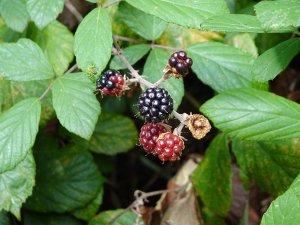 blackberry__51486156778_.jpg